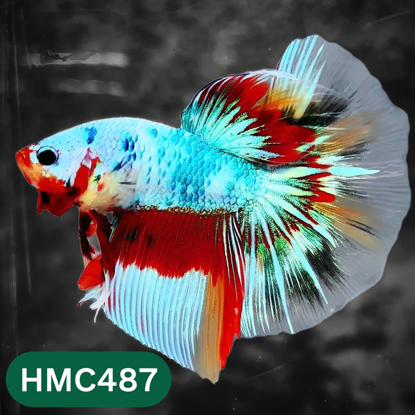 Multicolor Halfmoon Male Betta Fish | High Grade | Order Directly From Farm |  You Pick Fish |