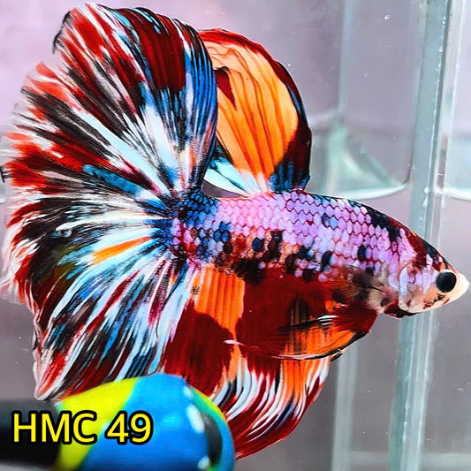 Multicolor Halfmoon Male Betta Fish | Order Directly From Farm | You Pick Fish