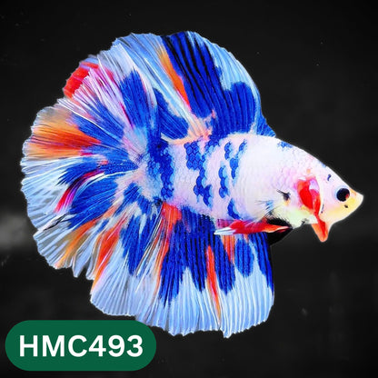 Multicolor Halfmoon Male Betta Fish | High Grade | Order Directly From Farm |  You Pick Fish |