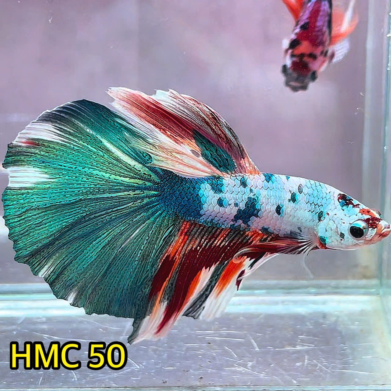 Multicolor Halfmoon Male Betta Fish | Order Directly From Farm | You Pick Fish