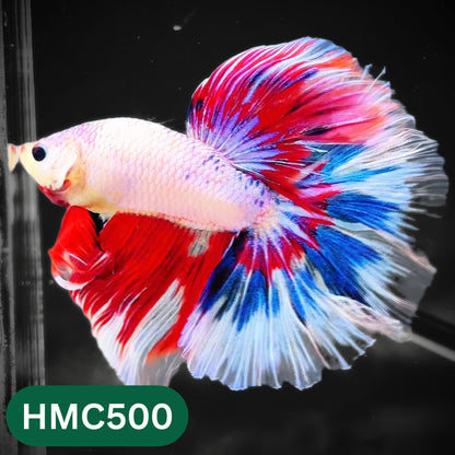 Multicolor Halfmoon Male Betta Fish | High Grade | Order Directly From Farm |  You Pick Fish |