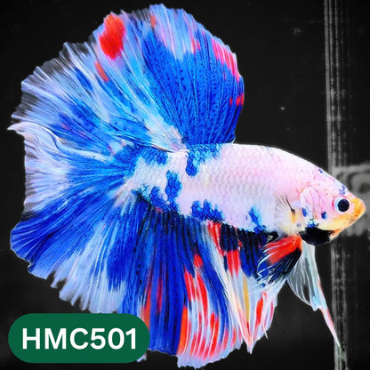 Nemo Halfmoon Male Betta Fish | Order Directly From Farm | You Pick Fish