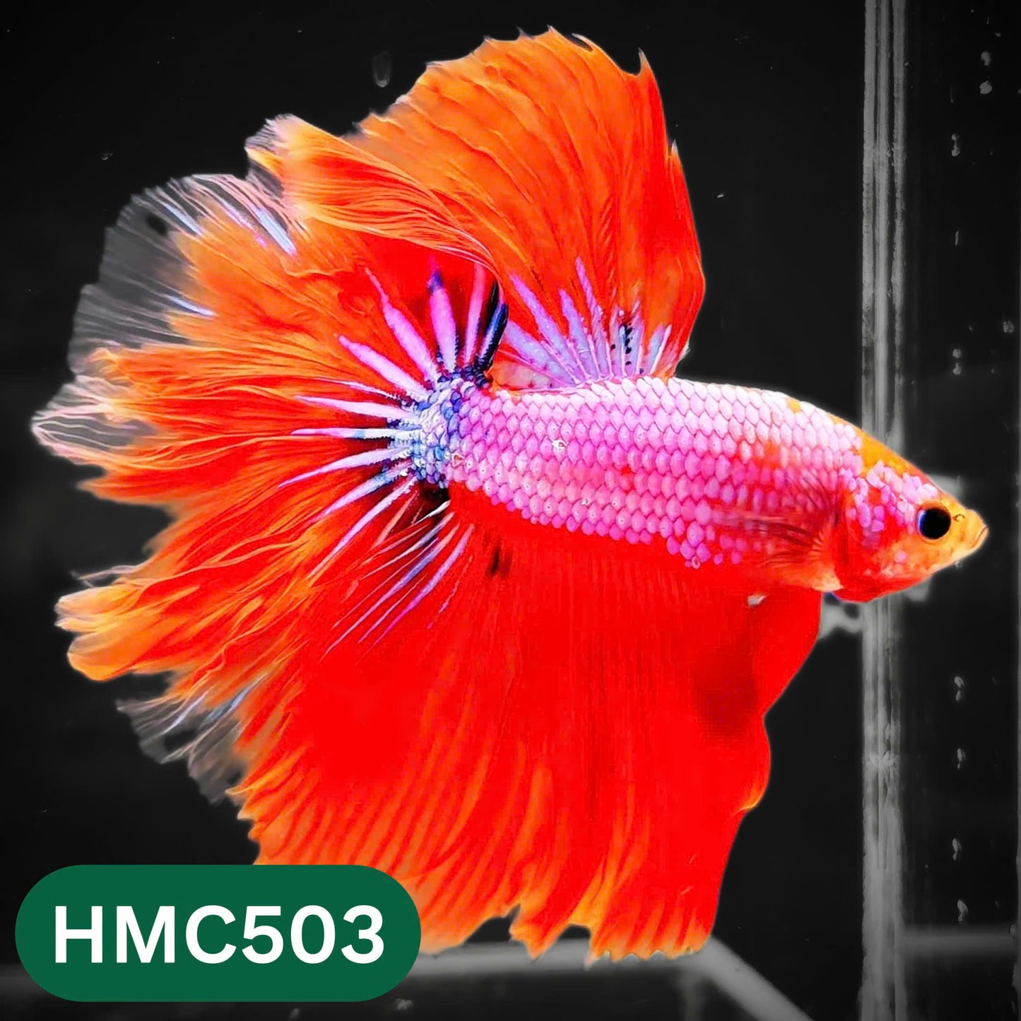 Nemo Halfmoon Male Betta Fish | Order Directly From Farm | You Pick Fish