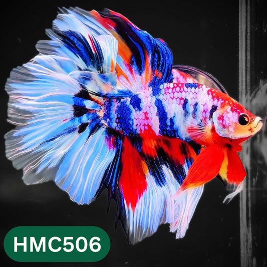 Nemo Halfmoon Male Betta Fish | Order Directly From Farm | You Pick Fish