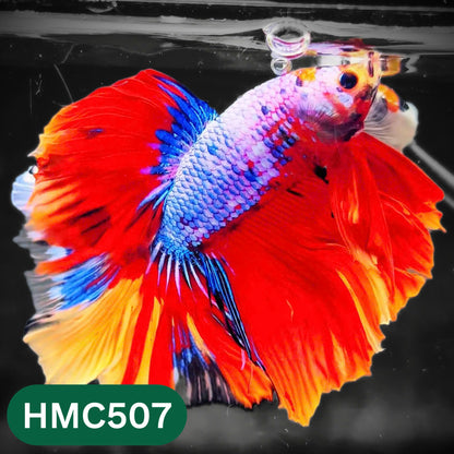 Nemo Halfmoon Male Betta Fish | Order Directly From Farm | You Pick Fish