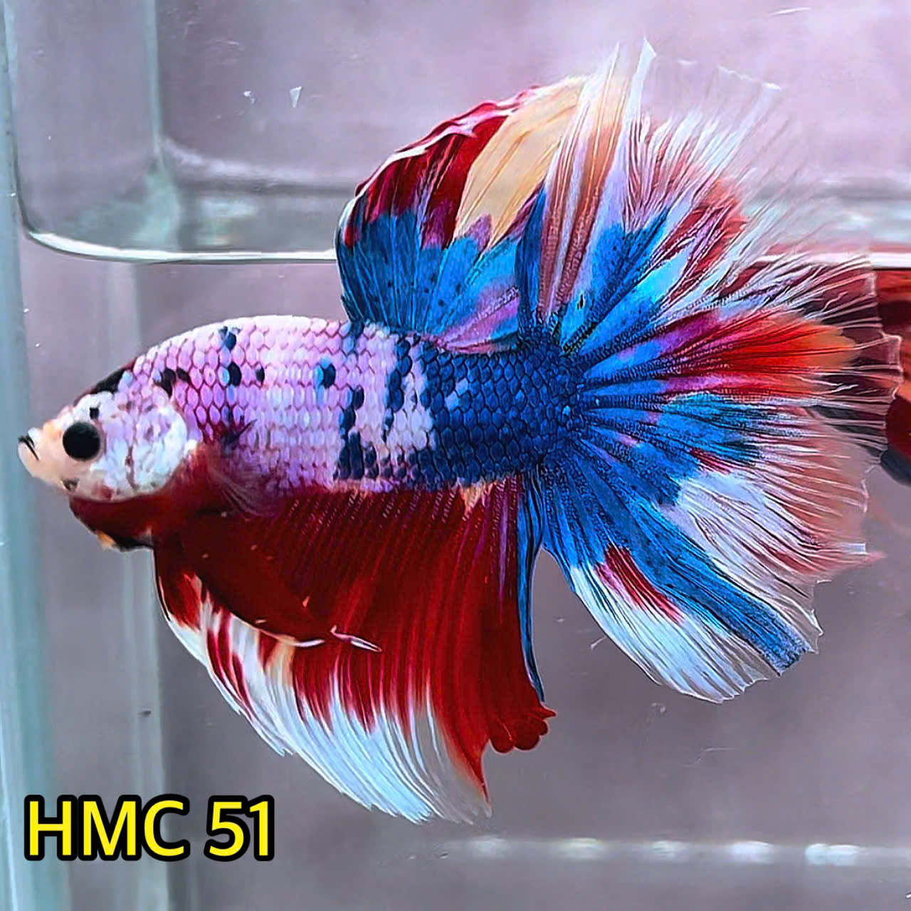 Multicolor Halfmoon Male Betta Fish | Order Directly From Farm | You Pick Fish