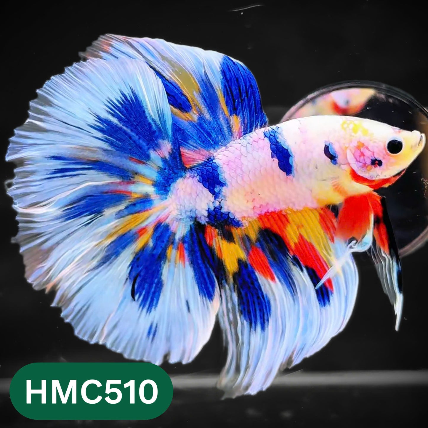 Nemo Halfmoon Male Betta Fish | Order Directly From Farm | You Pick Fish
