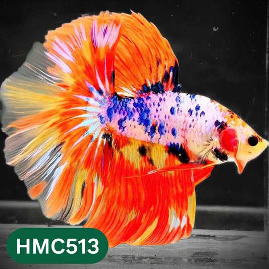 Nemo Halfmoon Male Betta Fish | Order Directly From Farm | You Pick Fish