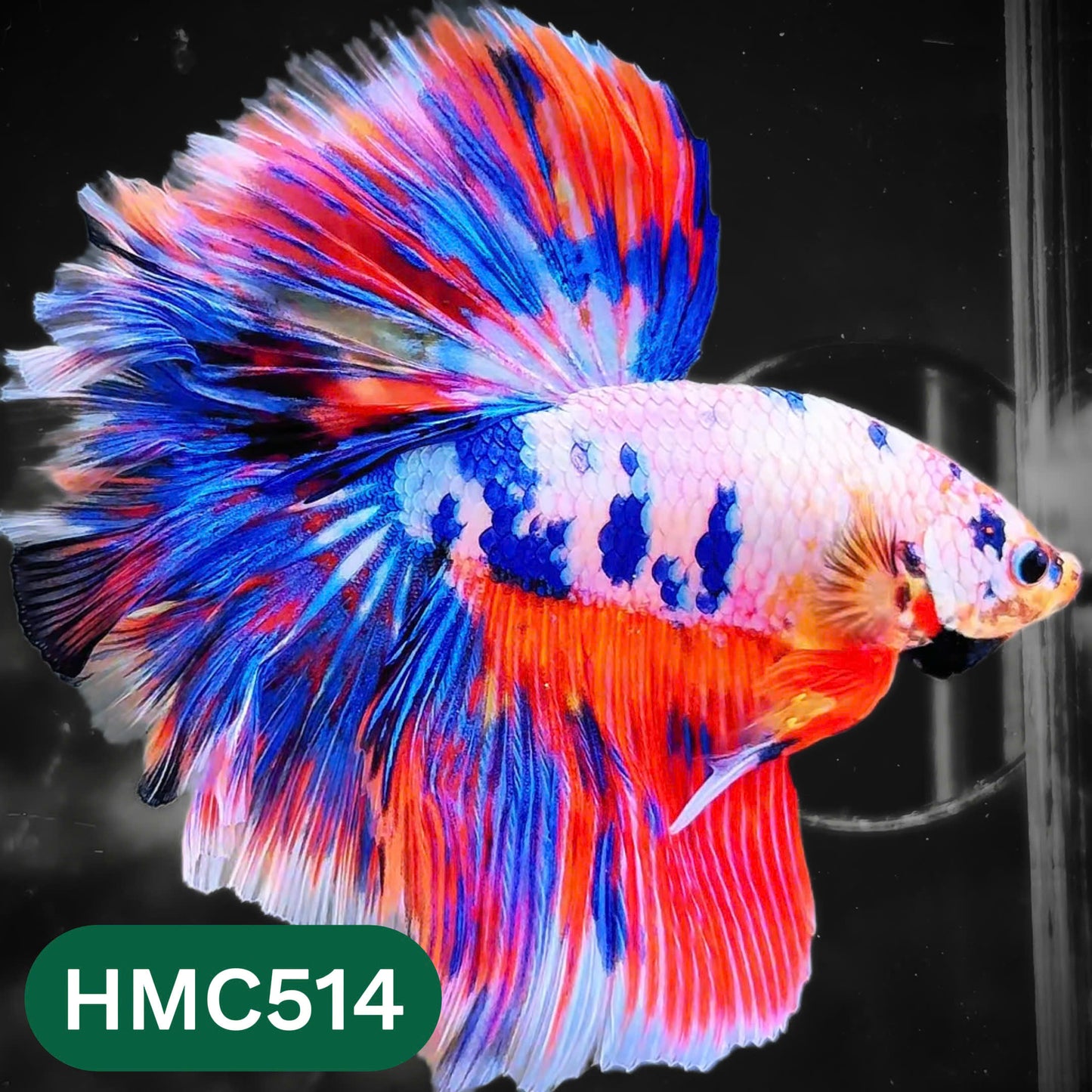 Nemo Halfmoon Male Betta Fish | Order Directly From Farm | You Pick Fish