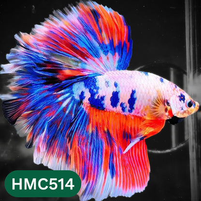 Nemo Halfmoon Male Betta Fish | Order Directly From Farm | You Pick Fish
