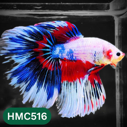 Nemo Halfmoon Male Betta Fish | Order Directly From Farm | You Pick Fish