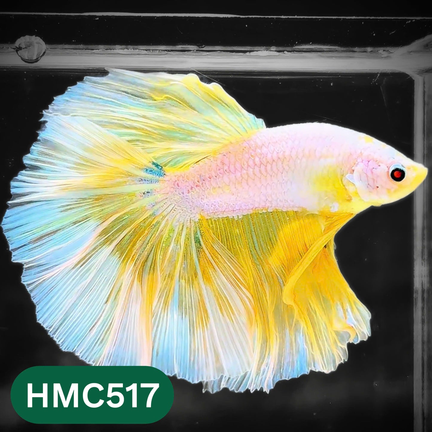 Nemo Halfmoon Male Betta Fish | Order Directly From Farm | You Pick Fish