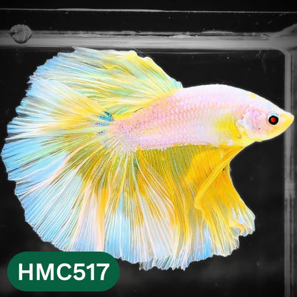 Nemo Halfmoon Male Betta Fish | Order Directly From Farm | You Pick Fish