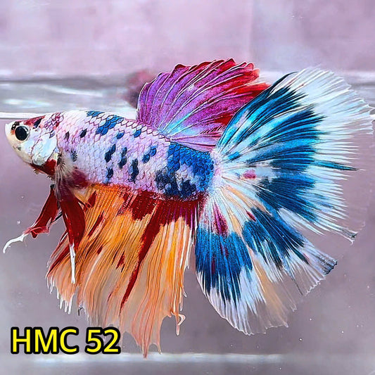 Multicolor Halfmoon Male Betta Fish | Order Directly From Farm | You Pick Fish