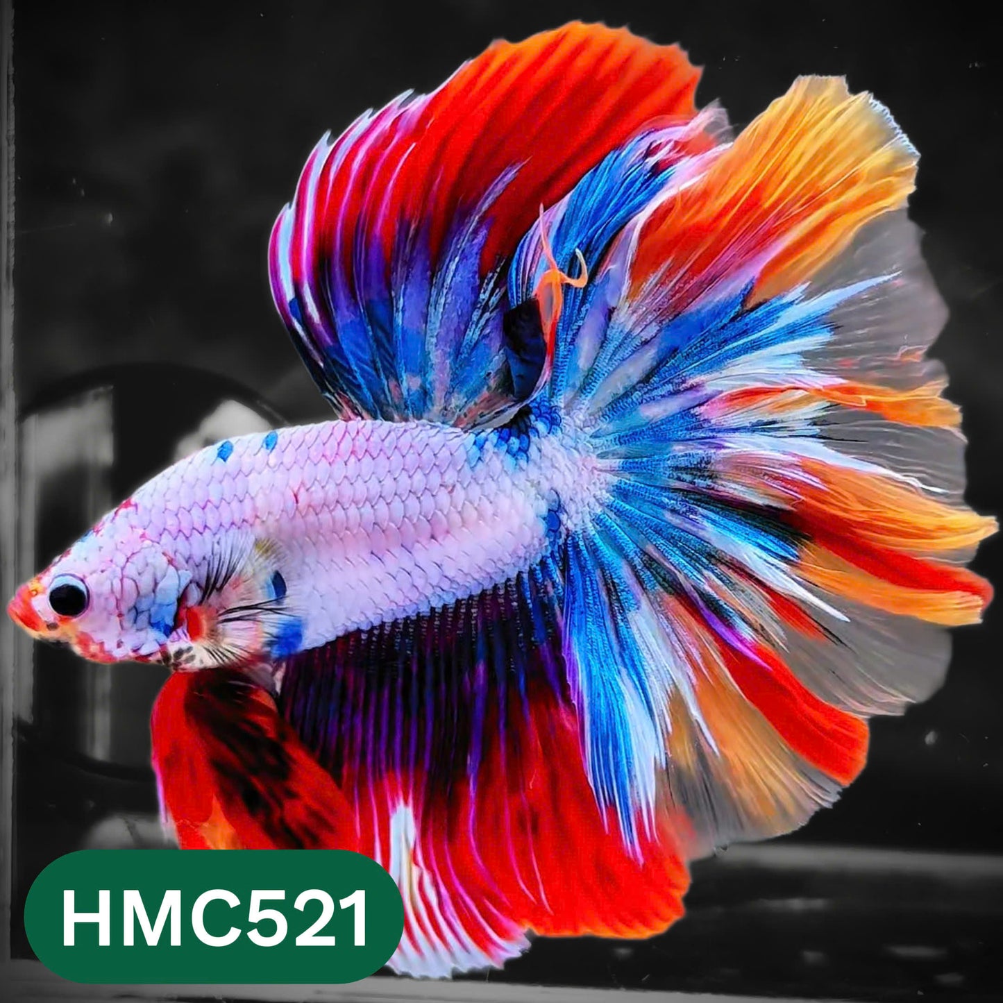 Nemo Halfmoon Male Betta Fish | Order Directly From Farm | You Pick Fish