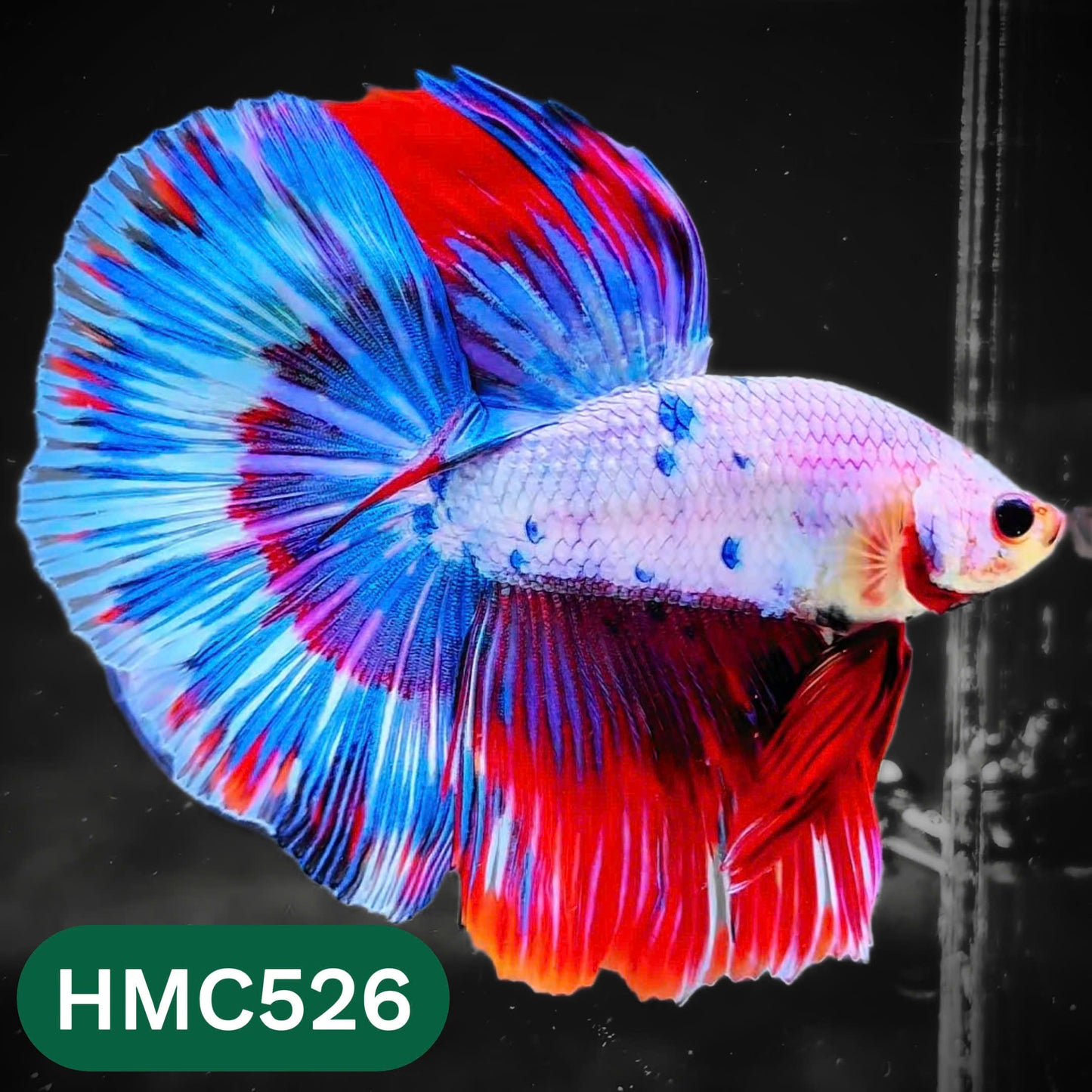 Nemo Halfmoon Male Betta Fish | Order Directly From Farm | You Pick Fish