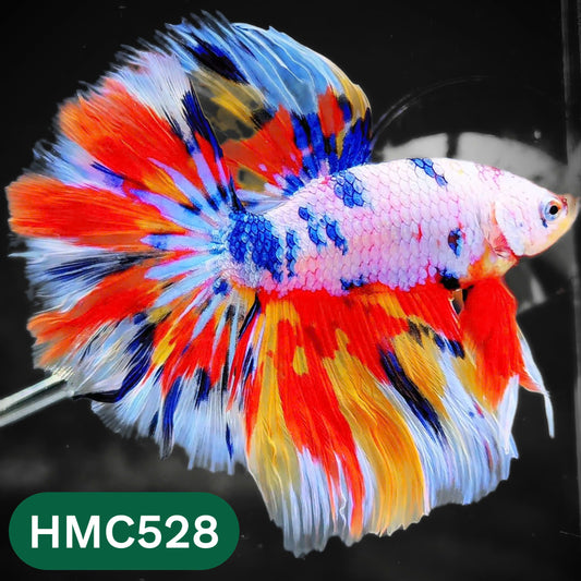 Nemo Halfmoon Male Betta Fish | Order Directly From Farm | You Pick Fish