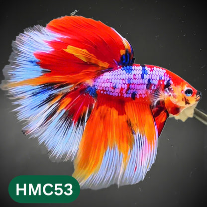 Multicolor Halfmoon Male Betta Fish | High Grade | Order Directly From Farm |  You Pick Fish |