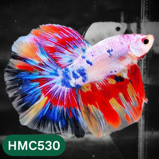 Nemo Halfmoon Male Betta Fish | Order Directly From Farm | You Pick Fish