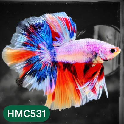 Nemo Halfmoon Male Betta Fish | Order Directly From Farm | You Pick Fish