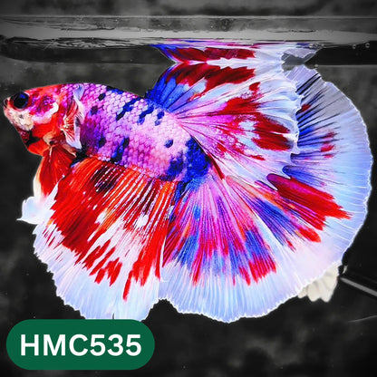 Nemo Halfmoon Male Betta Fish | Order Directly From Farm | You Pick Fish