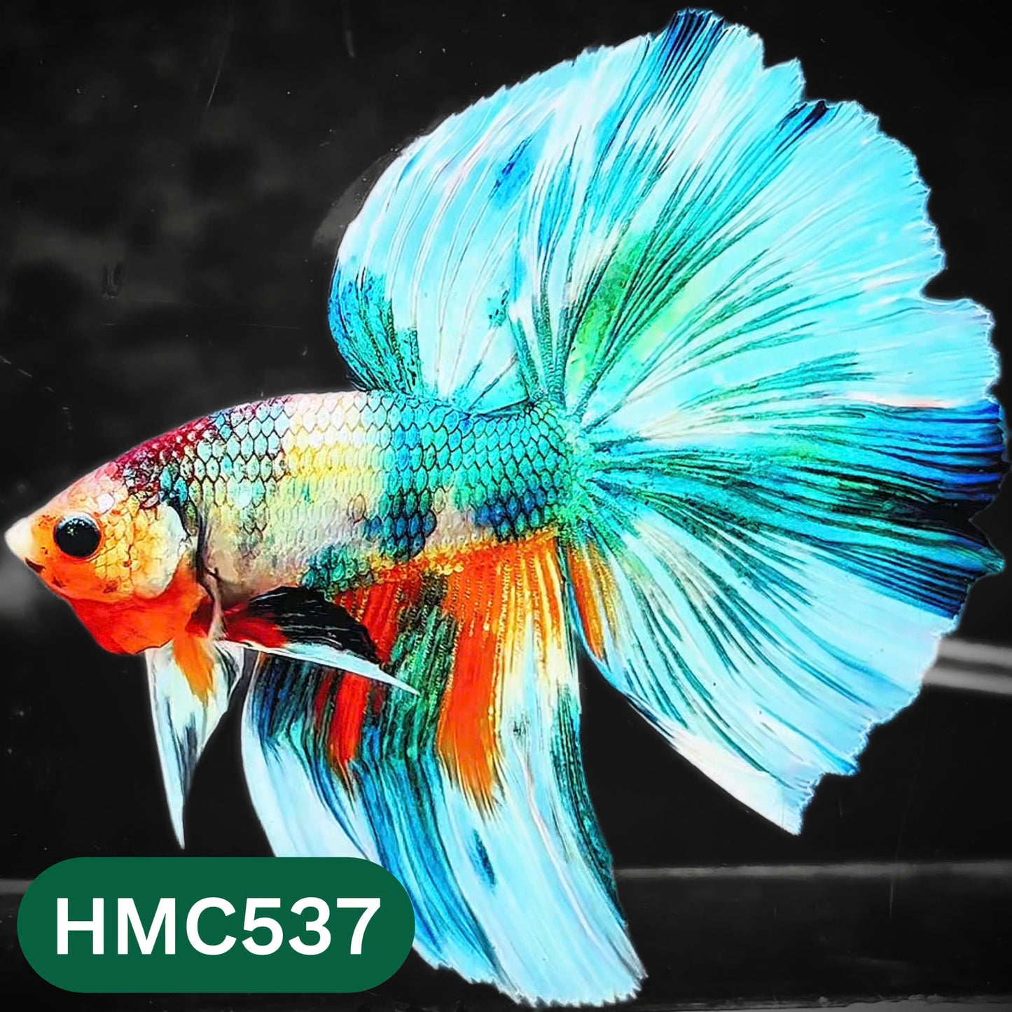 Nemo Halfmoon Male Betta Fish | Order Directly From Farm | You Pick Fish