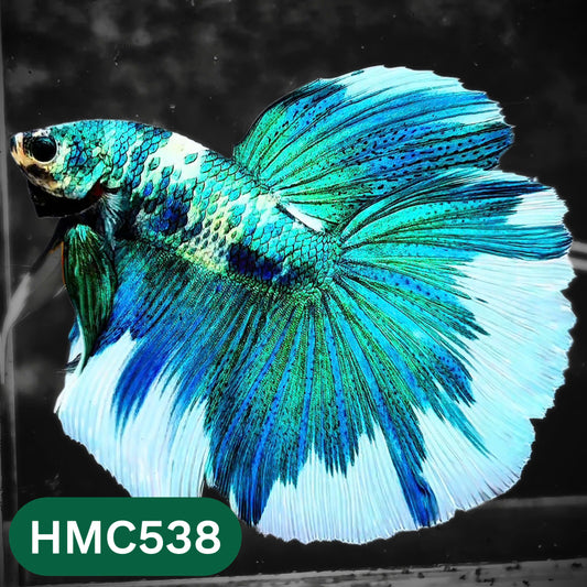 Nemo Halfmoon Male Betta Fish | Order Directly From Farm | You Pick Fish