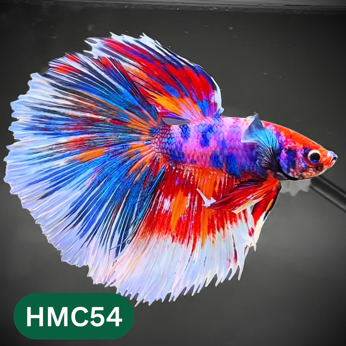 Multicolor Halfmoon Male Betta Fish | High Grade | Order Directly From Farm |  You Pick Fish |