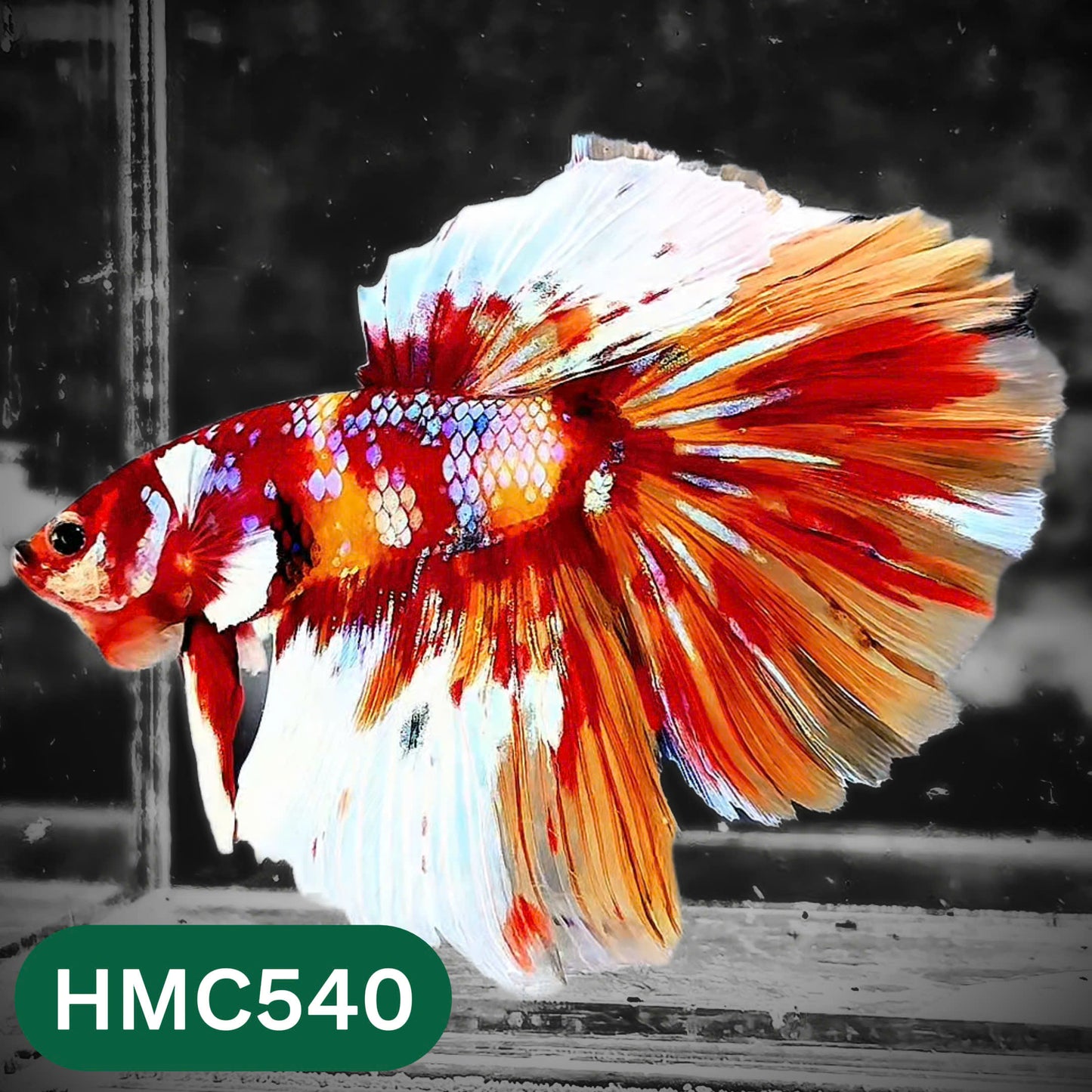 Nemo Halfmoon Male Betta Fish | Order Directly From Farm | You Pick Fish