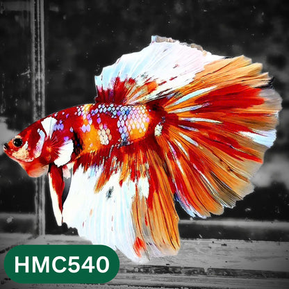 Nemo Halfmoon Male Betta Fish | Order Directly From Farm | You Pick Fish