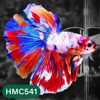 Nemo Halfmoon Male Betta Fish | Order Directly From Farm | You Pick Fish
