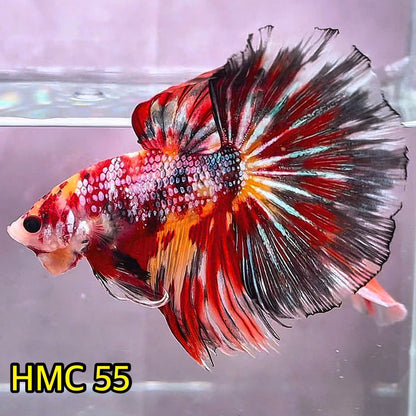 Multicolor Halfmoon Male Betta Fish | Order Directly From Farm | You Pick Fish