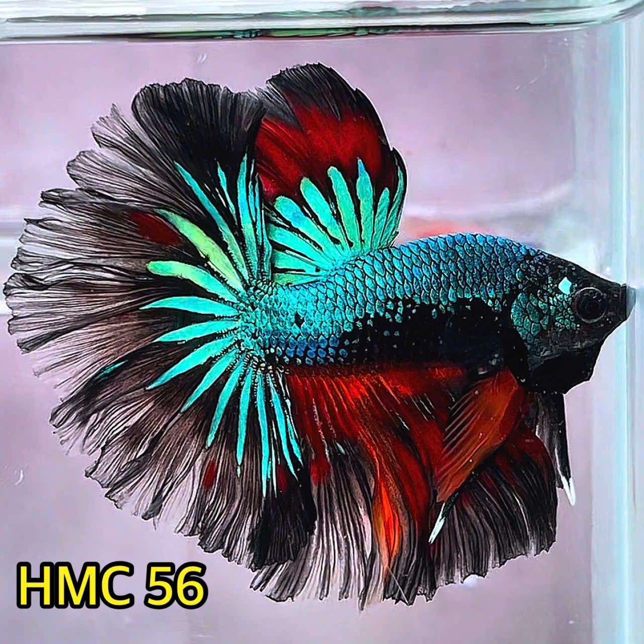 Multicolor Halfmoon Male Betta Fish | Order Directly From Farm | You Pick Fish