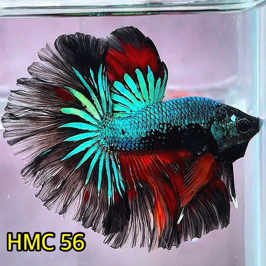 Multicolor Halfmoon Male Betta Fish | Order Directly From Farm | You Pick Fish