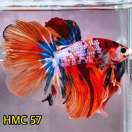 Multicolor Halfmoon Male Betta Fish | Order Directly From Farm | You Pick Fish