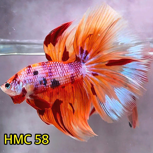 Multicolor Halfmoon Male Betta Fish | Order Directly From Farm | You Pick Fish