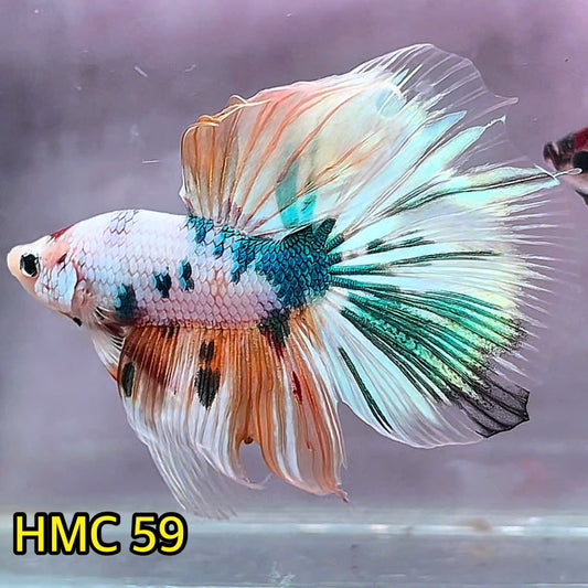 Multicolor Halfmoon Male Betta Fish | Order Directly From Farm | You Pick Fish