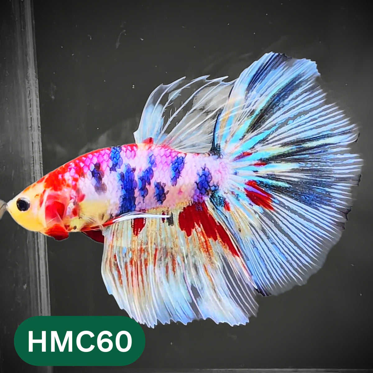 Multicolor Halfmoon Male Betta Fish | High Grade | Order Directly From Farm |  You Pick Fish |