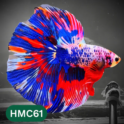 Multicolor Halfmoon Male Betta Fish | High Grade | Order Directly From Farm |  You Pick Fish |