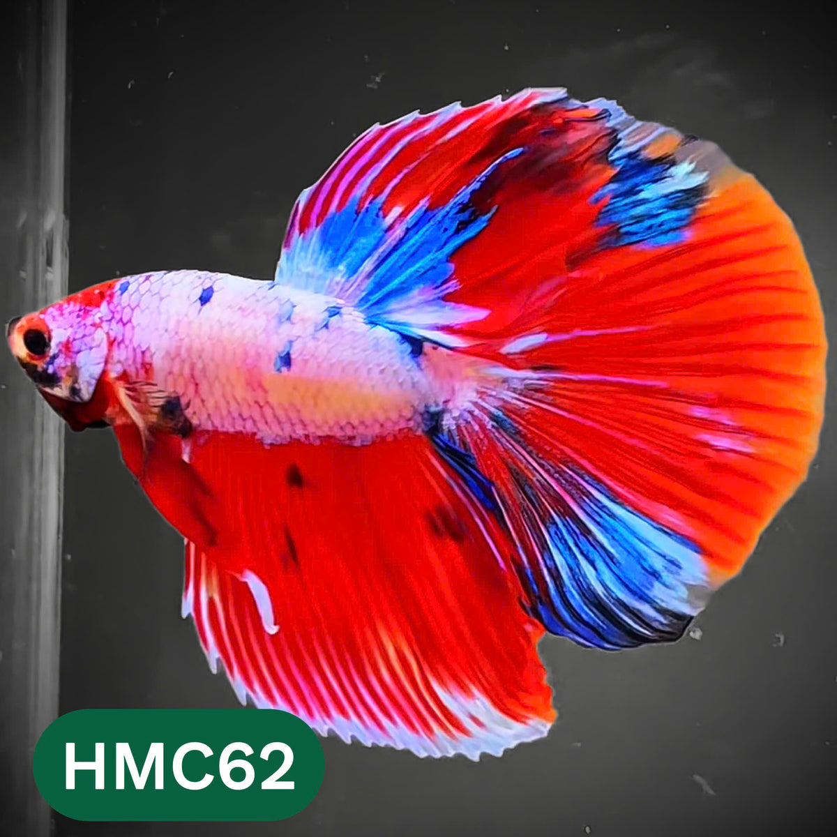 Multicolor Halfmoon Male Betta Fish | High Grade | Order Directly From Farm |  You Pick Fish |