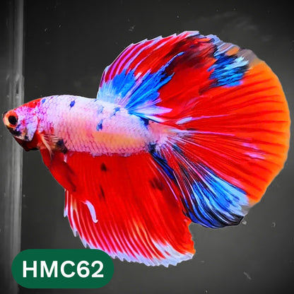 Multicolor Halfmoon Male Betta Fish | High Grade | Order Directly From Farm |  You Pick Fish |