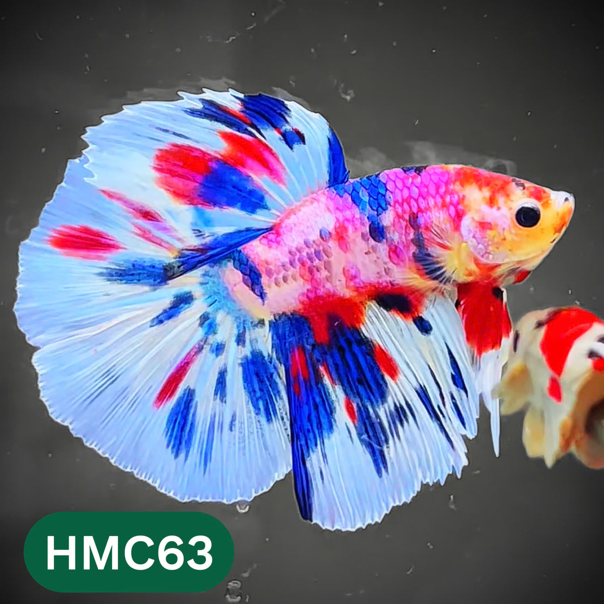 Multicolor Halfmoon Male Betta Fish | High Grade | Order Directly From Farm |  You Pick Fish |