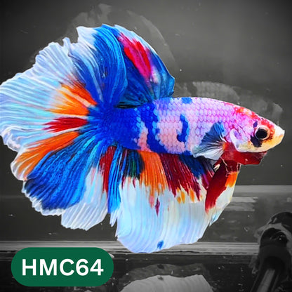 Multicolor Halfmoon Male Betta Fish | High Grade | Order Directly From Farm |  You Pick Fish |