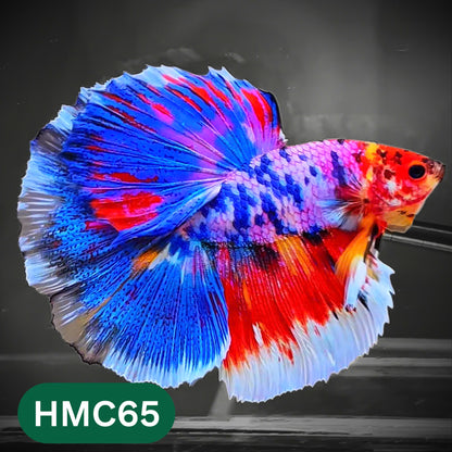 Multicolor Halfmoon Male Betta Fish | High Grade | Order Directly From Farm |  You Pick Fish |