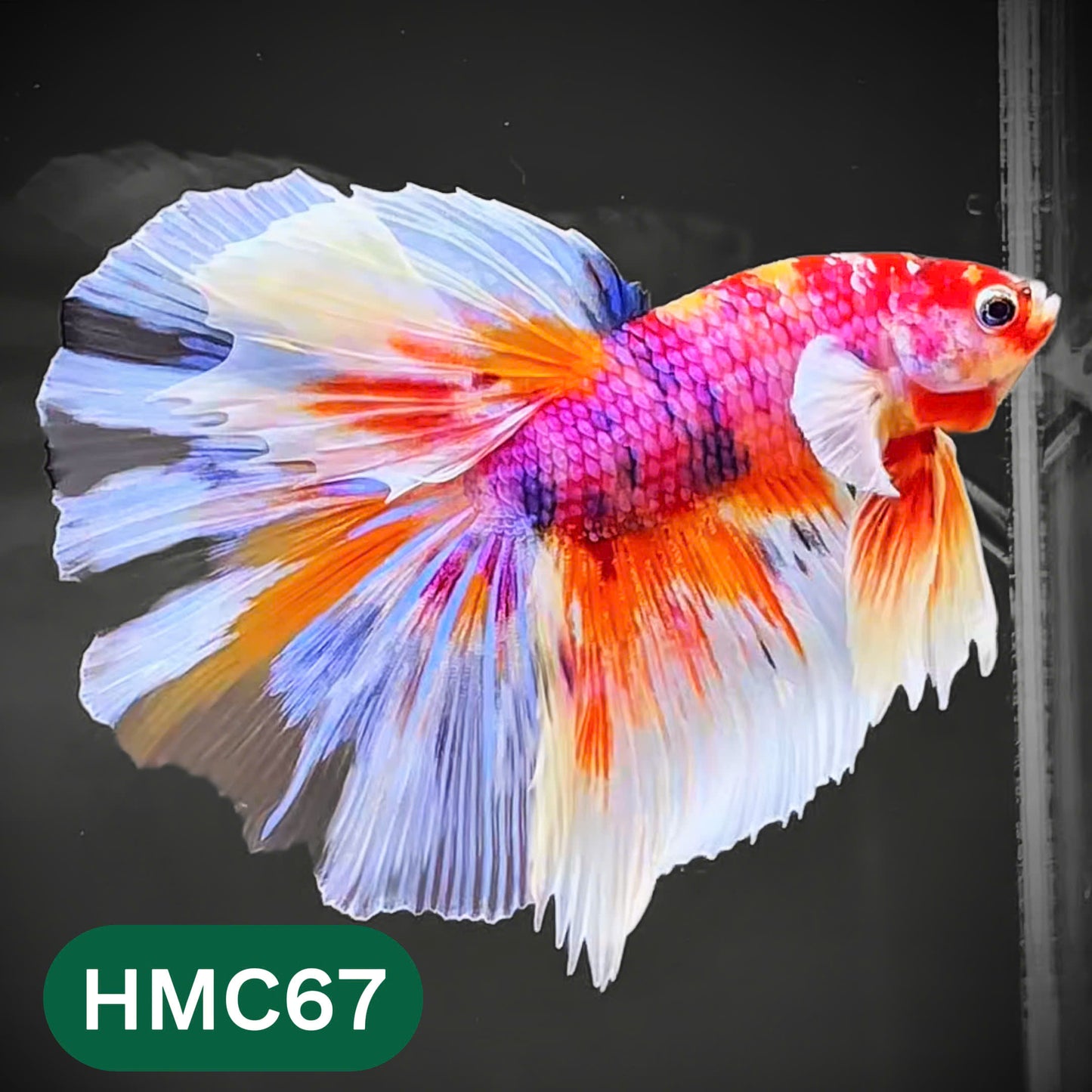 Multicolor Halfmoon Male Betta Fish | High Grade | Order Directly From Farm |  You Pick Fish |