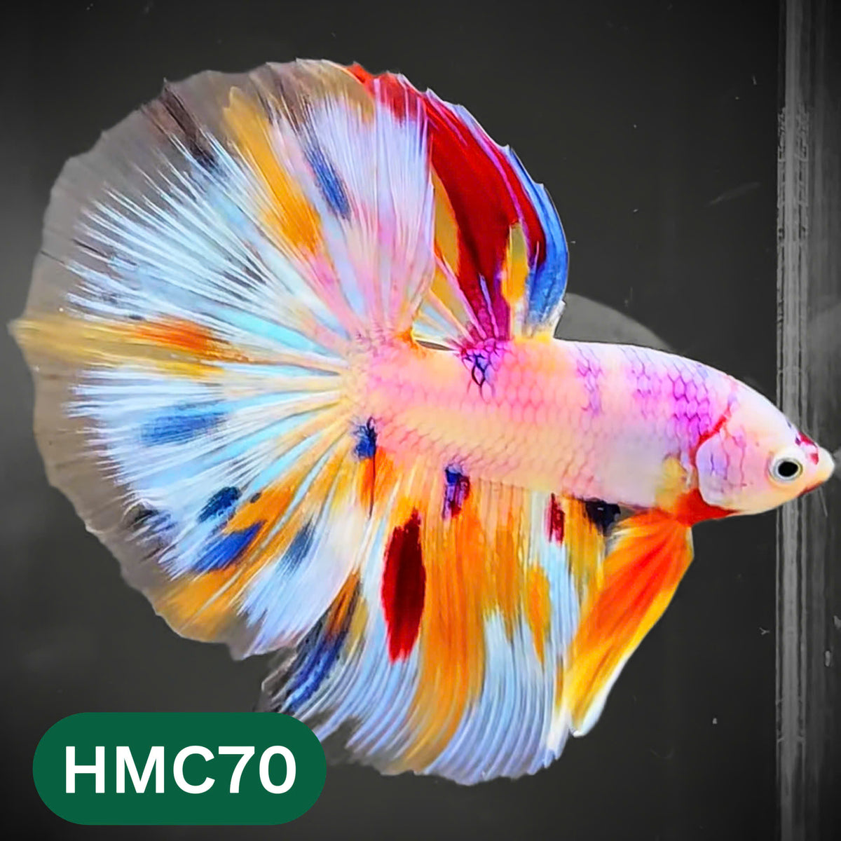 Multicolor Halfmoon Male Betta Fish | High Grade | Order Directly From Farm |  You Pick Fish |