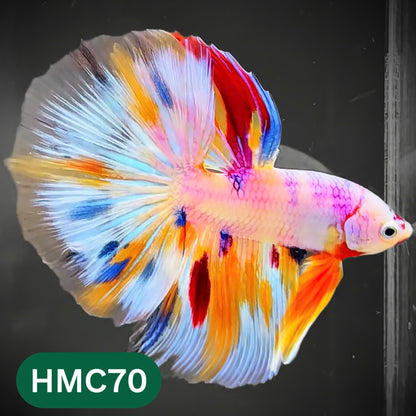 Multicolor Halfmoon Male Betta Fish | High Grade | Order Directly From Farm |  You Pick Fish |
