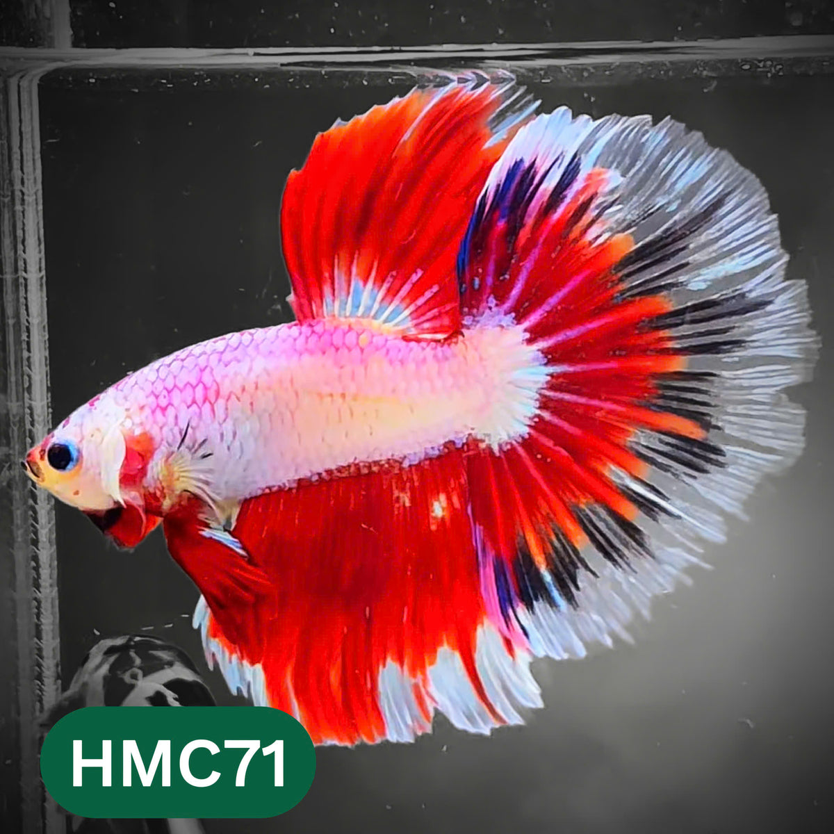 Multicolor Halfmoon Male Betta Fish | High Grade | Order Directly From Farm |  You Pick Fish |