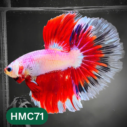 Multicolor Halfmoon Male Betta Fish | High Grade | Order Directly From Farm |  You Pick Fish |