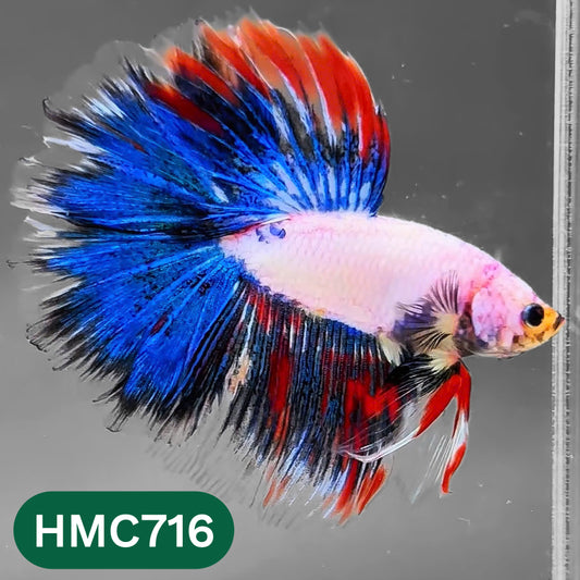 Multicolor Halfmoon Male Betta Fish | High Grade | Order Directly From Farm |  You Pick Fish |